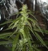 KC BRAINS - Swiss-XT
