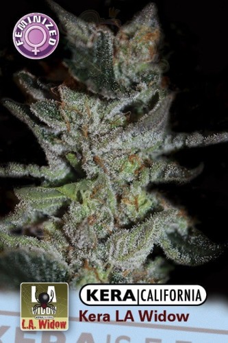 KERA SEEDS - La Widow