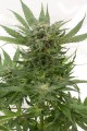 DINAFEM - Sour Diesel Autoflowering