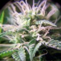 FEMALESEEDS - Purple Maroc