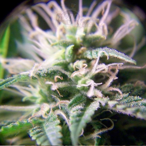 FEMALESEEDS - Purple Maroc