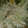 DINAFEM - OG Kush Auto