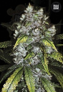 BULK SEED BANK - Good Wild Shark
