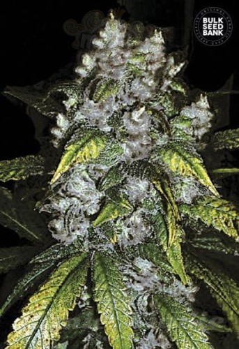 BULK SEED BANK - Good Wild Shark