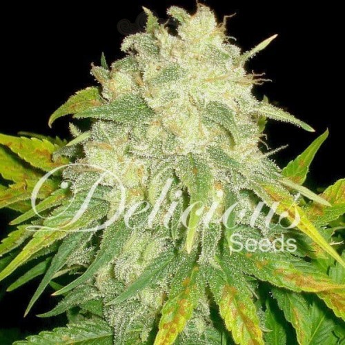 DELICOUS SEEDS - Il Diavolo