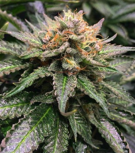 Amnesia Lemon