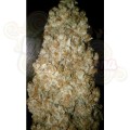 PARADISE SEEDS - Auto Wappa