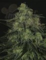 RIPPER SEEDS - Black Valley