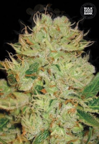 BULK SEED BANK - Auto Bigger Bud