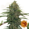 BARNEY'S FARM - Critical Kush Auto