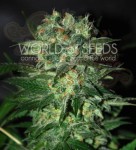 WORLD OF SEEDS - Stoned Inmaculate