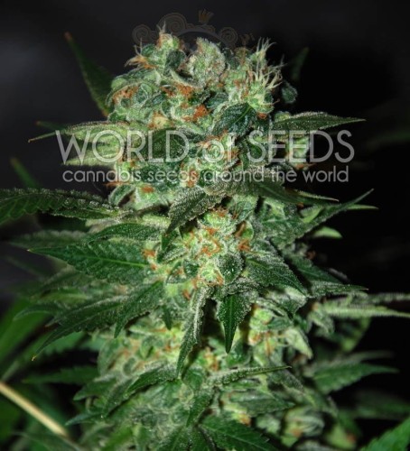 WORLD OF SEEDS - Stoned Inmaculate