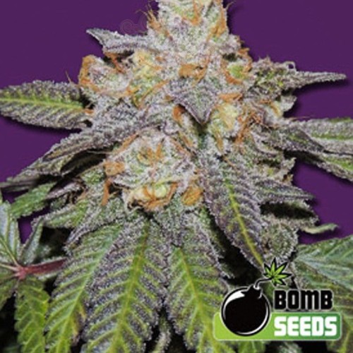 BOMB SEEDS - Cherry Bomb Auto