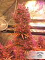 DUTCH PASSION - Auto Blackberry Kush®