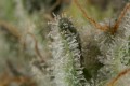DINAFEM - OG Kush Auto