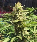 Pineapple Chunk 