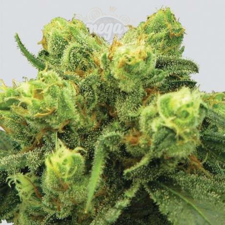 NIRVANA - Pre-99 Big Bud