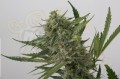 DINAFEM - OG Kush Auto