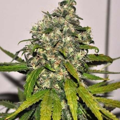 NIRVANA - AK-48 Auto