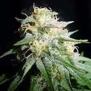 Biological Seeds - Auto White Widow
