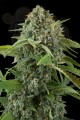 DINAFEM - White Widow Autoflowering