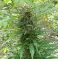 FEMALESEEDS - Outdoor Grapefruit