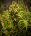 White Dwarf Auto 
