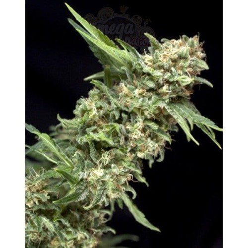 PYRAMID SEEDS - Alpujarrena