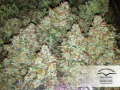 DUTCH PASSION - Auto Blueberry®