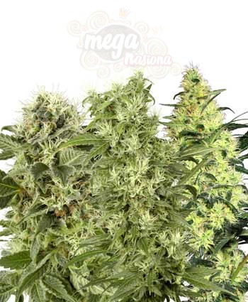 WHITE LABEL - Female Mix