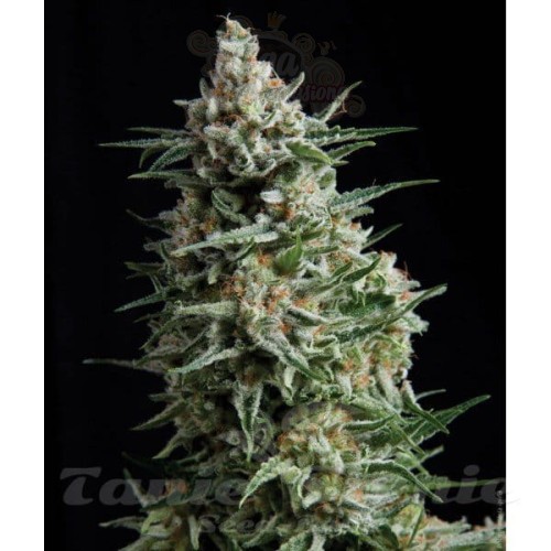 PYRAMID SEEDS - Anesthesia