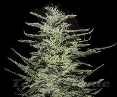 KALASHNIKOV SEEDS - Amnesia Molotov