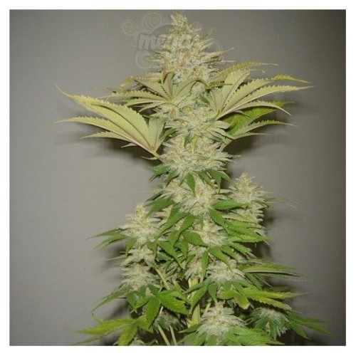 RESIN SEEDS - Bublicious