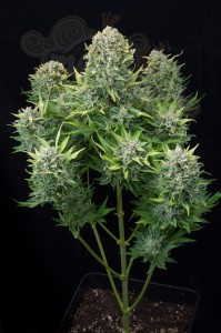 DINAFEM - White Cheese Auto