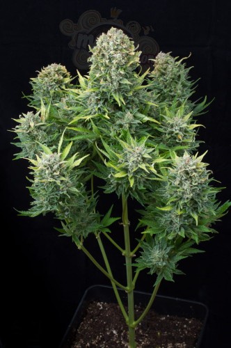 DINAFEM - White Cheese Auto