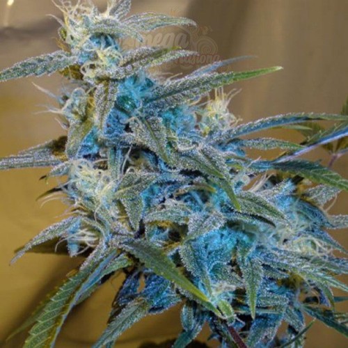 CANNABIOGEN - Sugarloaf