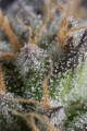 DINAFEM - Bubba Kush CBD