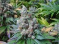 N.Y.C Diesel