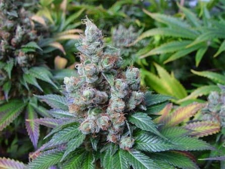 N.Y.C Diesel