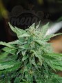 KANNABIA SEED - Karibbean Mango (Karibena)