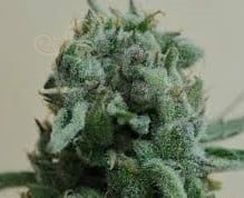 KALASHNIKOV SEEDS - White Widow 47
