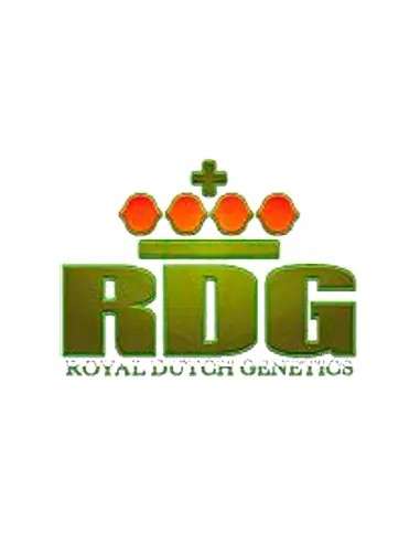 Royal Dutch Genetics