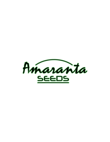 Amaranta Seeds
