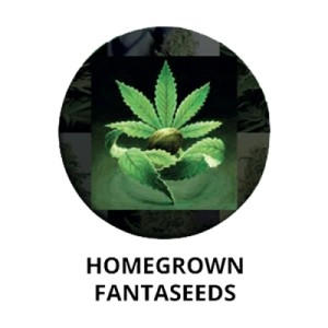 FANTASEEDS