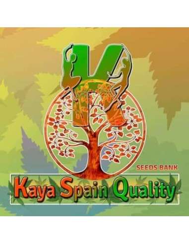 Kaya Spain Quality
