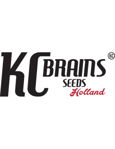 Kc Brains