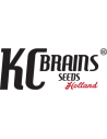 Kc Brains