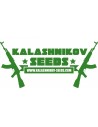 Kalashnikov Seeds