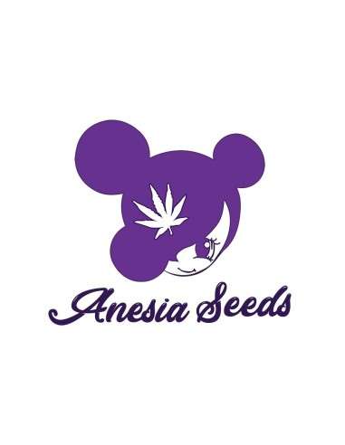 Anesia Seeds