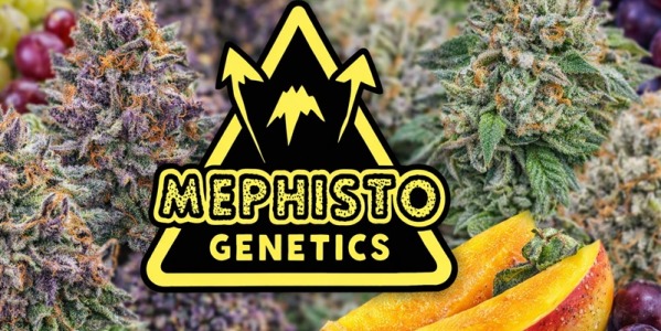 Mephisto Genetics – subiektywna opinia o dwóch odmianach
